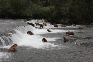 Brooks falls Alaska brown bears