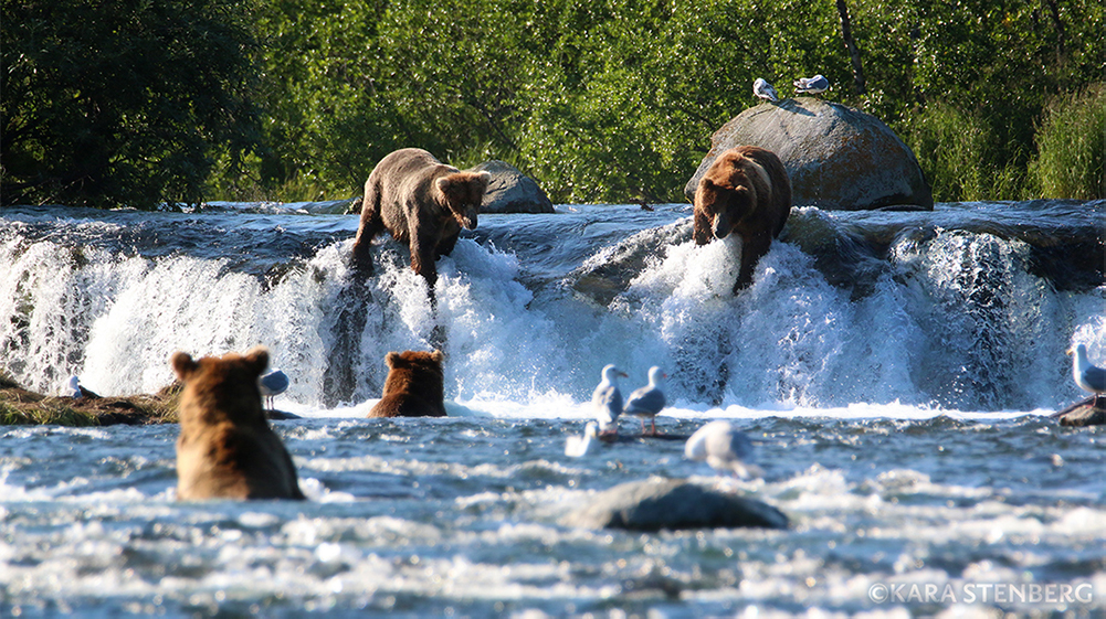 Day Tours to Brooks Falls from Anchorage Katmai Air