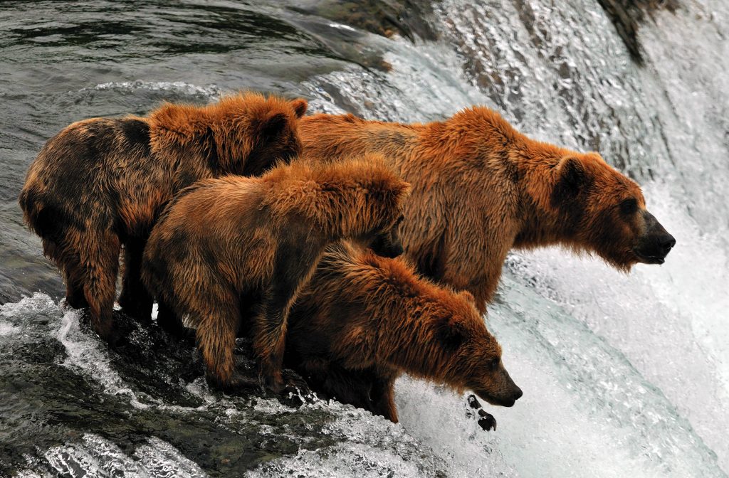 Spring grizzly sow and cubs at Brooks Falls by Barry and Cathy Beck