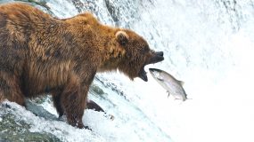 Brooks Falls Bear Viewing by Wilson Reynolds